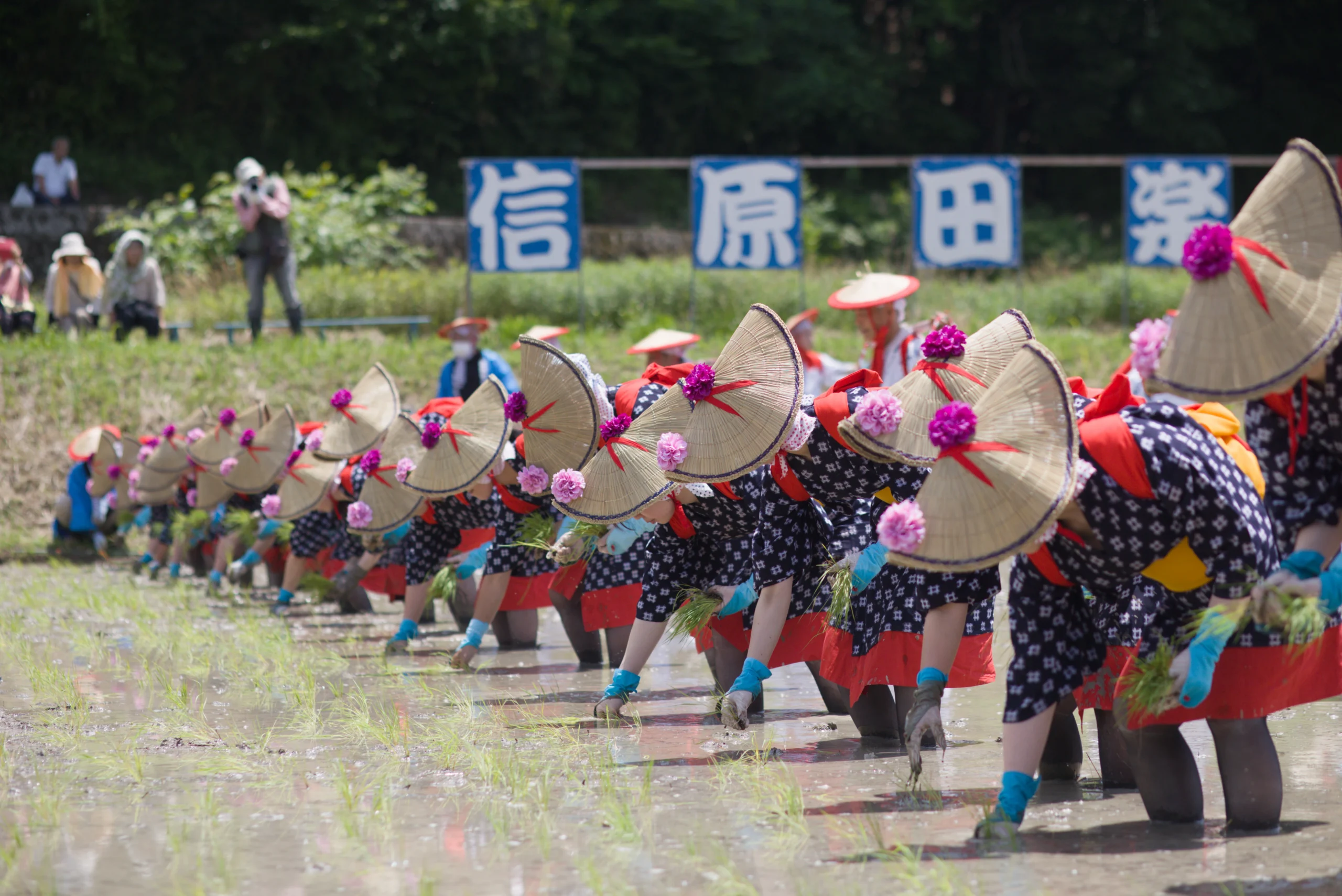 信原田楽大花田植の撮影ガイド！三次の伝統を美しく切り取る【広島】