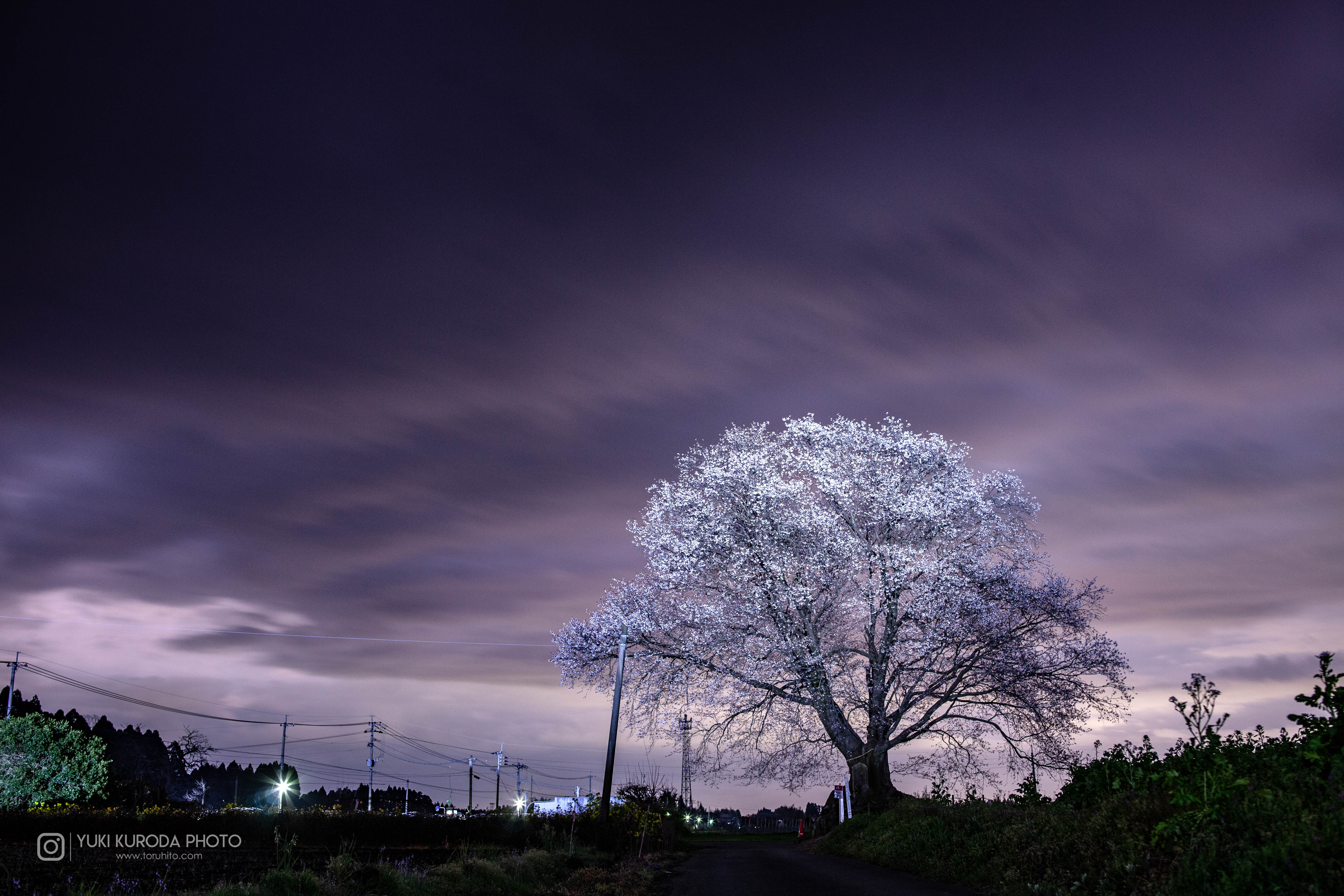大坪の一本桜 国富町
